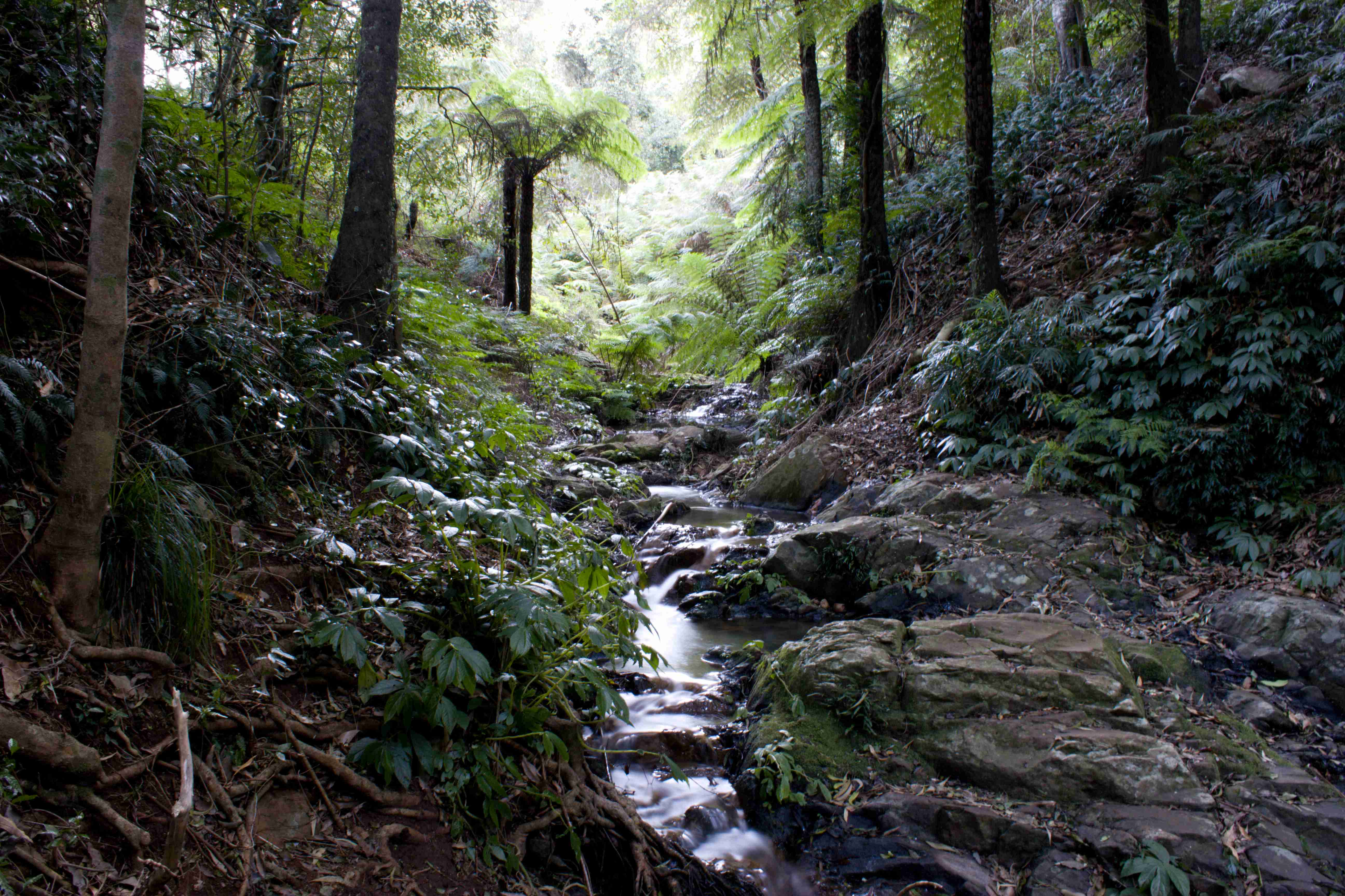 Bunya Mountains